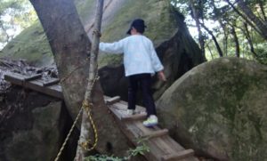 Forest trail with Japanese flora