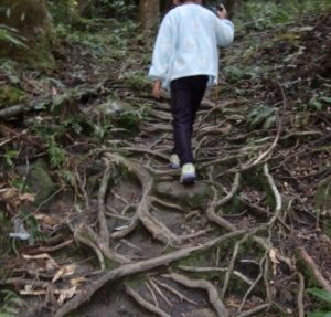 oroishiyama Trek Miyazaki Japan hikers climbing ladders through forested trails