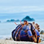 Miyazaki Crabs