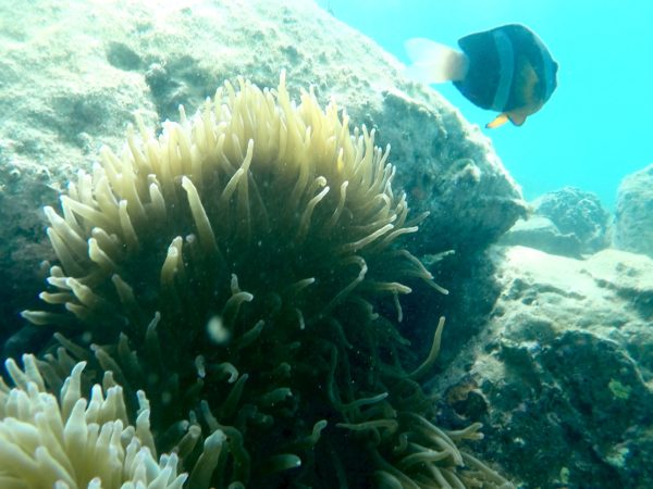 Kayak SUP snorkel Miyazaki Japan - Image 12