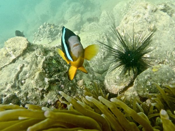 Kayak SUP snorkel Miyazaki Japan - Image 13