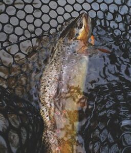 Detailed view of a trout caught in a net, showcasing its colorful scales and freshwater habitat.