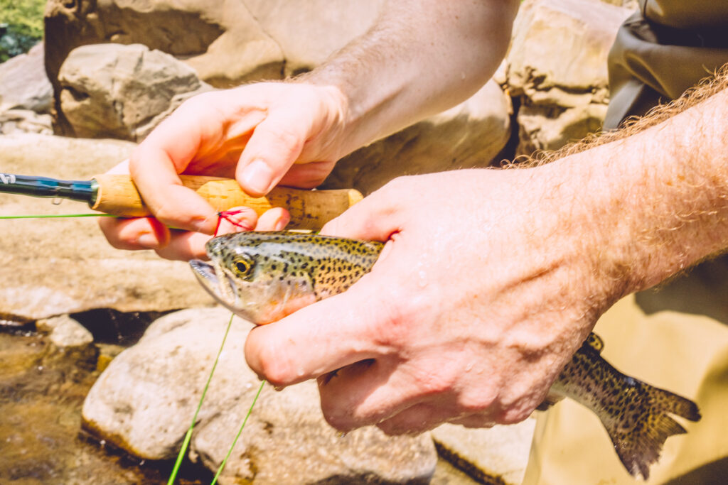 A Japan rainbow trout in a man hand