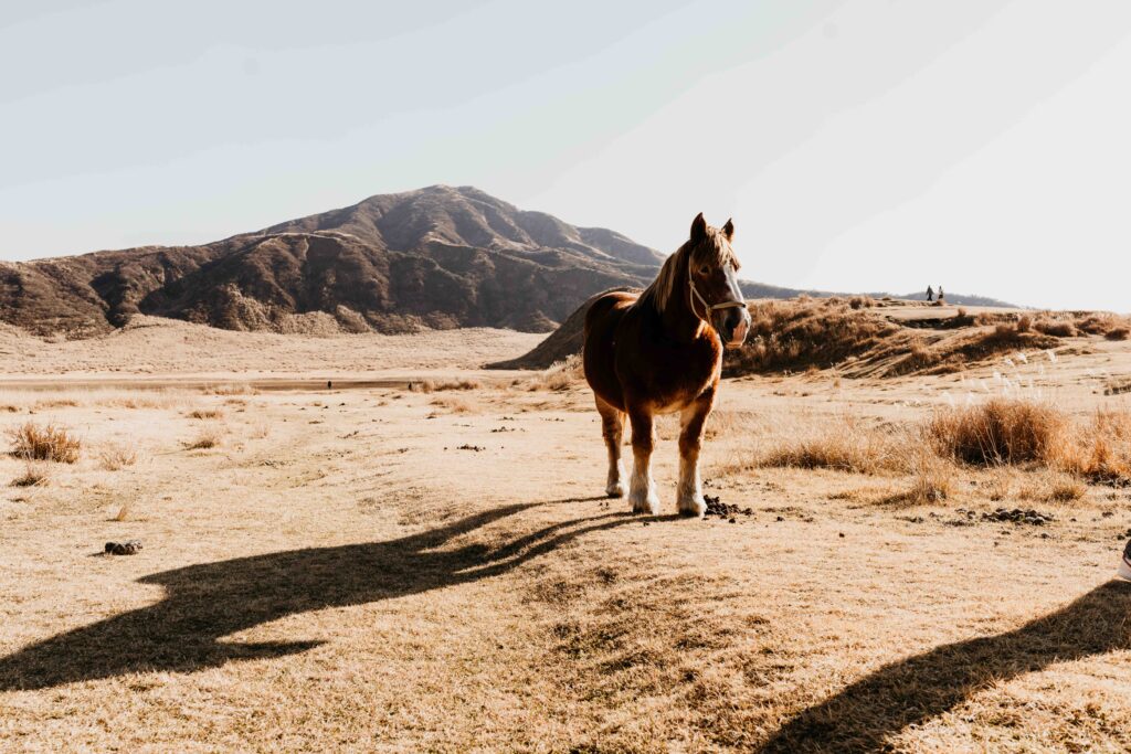 Aso horses on day tour