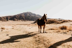 Aso horses on day tour