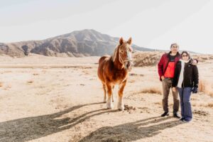 Aso horses on full day tour