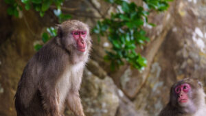 Monkey Island, Cape Toi Wild Horses, Obi Castle & Udo Jingu Tour 3 Wild Japanese macaques on Monkey Island in Miyazaki sit among rocks and greenery, reflecting the Monkey Island, Cape Toi Wild Horses, Obi Castle & Udo Jingu Tour.