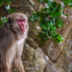 Wild Japanese macaques on Monkey Island in Miyazaki sit among rocks and greenery, reflecting the Monkey Island, Cape Toi Wild Horses, Obi Castle & Udo Jingu Tour.