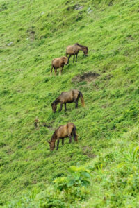 Monkey Island, Cape Toi Wild Horses, Obi Castle & Udo Jingu Tour 4 DSC07841